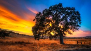 oak-tree-sunset