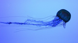 jellyfish_865-300x168
